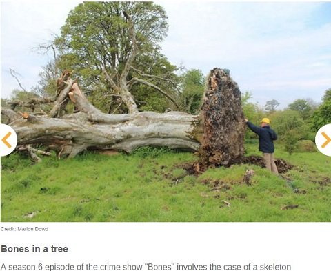 腰から歯が生えた女、人骨を栄養にする木…世界のゾッとする考古学的発見10選！の画像6