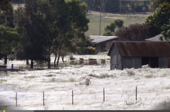 大量のクモが空から降ってきた！ 知られざるクモの生態＝オーストラリアの画像1