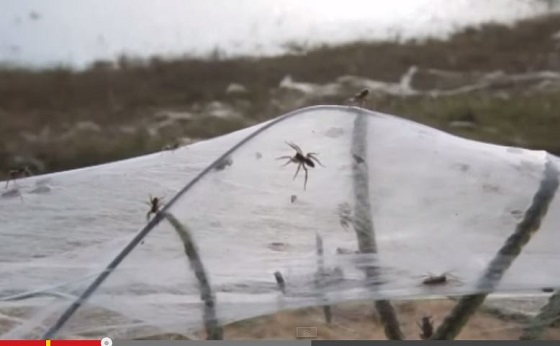 大量のクモが空から降ってきた！ 知られざるクモの生態＝オーストラリアの画像2
