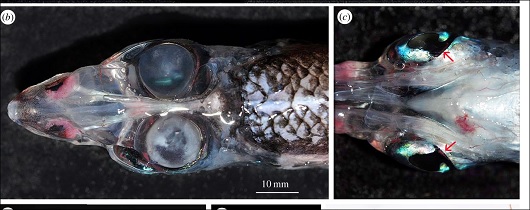 【新種】4つの目と360°の視界を持つ魚「グラスヘッド・バレルアイ」!! 地球上の生物とは思えない衝撃的姿!!の画像2