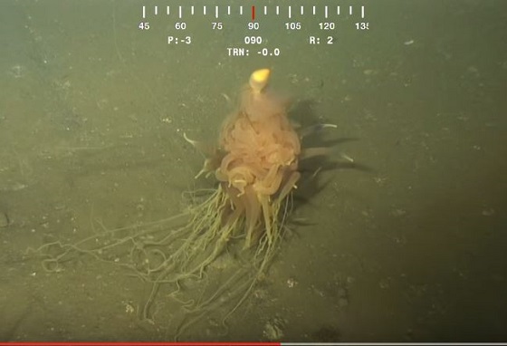 無数の触手でフワフワ浮遊…!! 珍妙すぎる深海生物の正体は「スパゲッティ・モンスター」なのか？の画像1