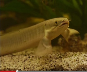 【進化の謎】8カ月間の訓練で魚が陸上歩行!? 水中から陸上生活に移行するプロセスが実験で明らかに!!の画像1