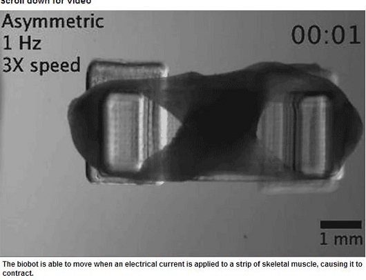 生きた筋肉でビクンビクン動く生体マシン「バイオボット」が気持ち悪スゴイ！の画像1