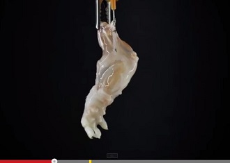 【世界初】死んだマウスの前足を生き返らせて移植 ― 「脱細胞化」移植手術の驚異の画像1