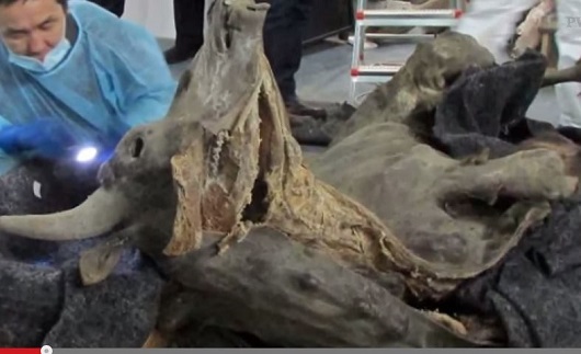 完璧な状態の「9,300年前のバイソンのミイラ」！　研究結果が明らかに＝シベリアの画像1