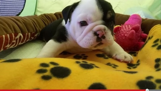 下半身のないブルドッグ ― 世界中でただ一匹の稀な例の画像1