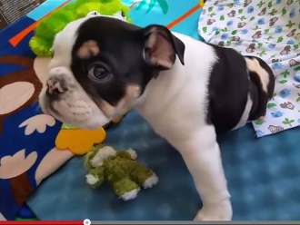 下半身のないブルドッグ ― 世界中でただ一匹の稀な例の画像2