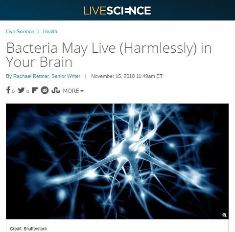 腸内細菌ならぬ「脳内細菌」が発見される！ 研究者も唖然、ヒトの脳は無菌状態ではなかった!!の画像1