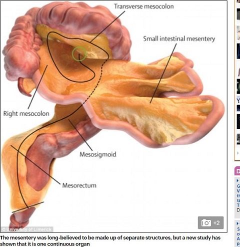 西洋医学で発見された人体の新臓器「腸間膜」、東洋医学は前から知っていたことが判明！の画像1