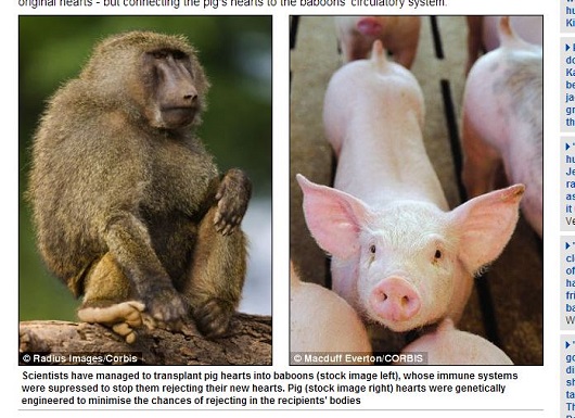 人類の命の恩人はブタ!? ブタから人間への「異種移植」は実現するのかの画像1
