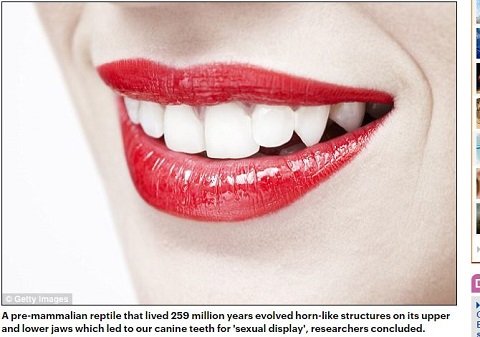 犬歯は異性を惹きつけてセックスするための小道具だった！ 歯並びと性的魅力の奥深い関係の画像2