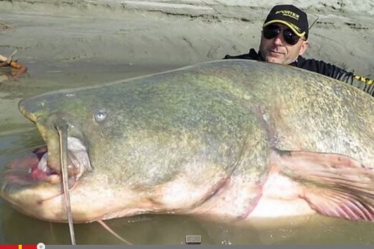 巨大ナマズの世界記録更新！ 世界各地でナマズの成長が止まらない!?の画像1