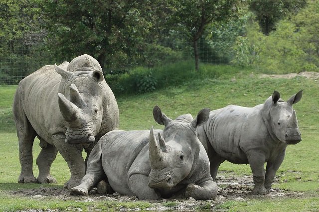 地球上の生物の絶滅スピードが1000倍加速していることが判明！ 専門家も警告、決断が求められる異常事態！の画像2