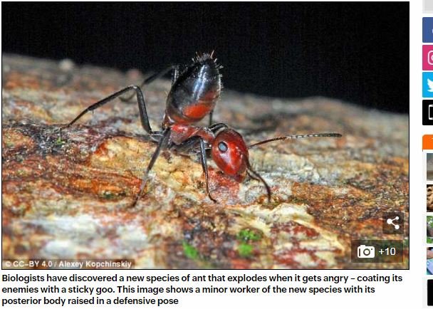 巣を守るために「自爆」する特攻アリが存在！ 自己犠牲の意味とは？の画像1