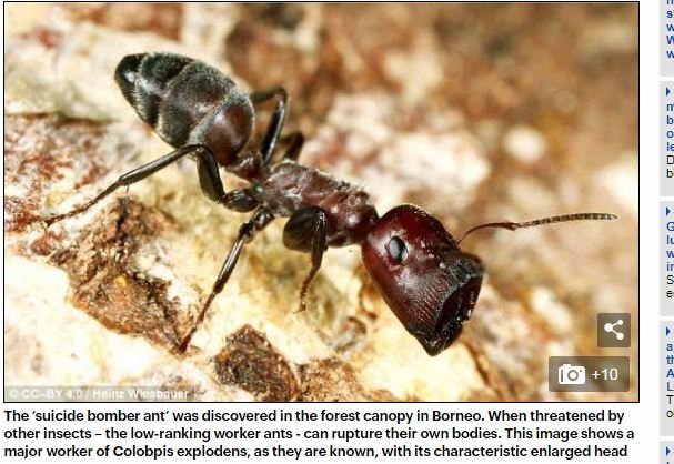 巣を守るために「自爆」する特攻アリが存在！ 自己犠牲の意味とは？の画像3