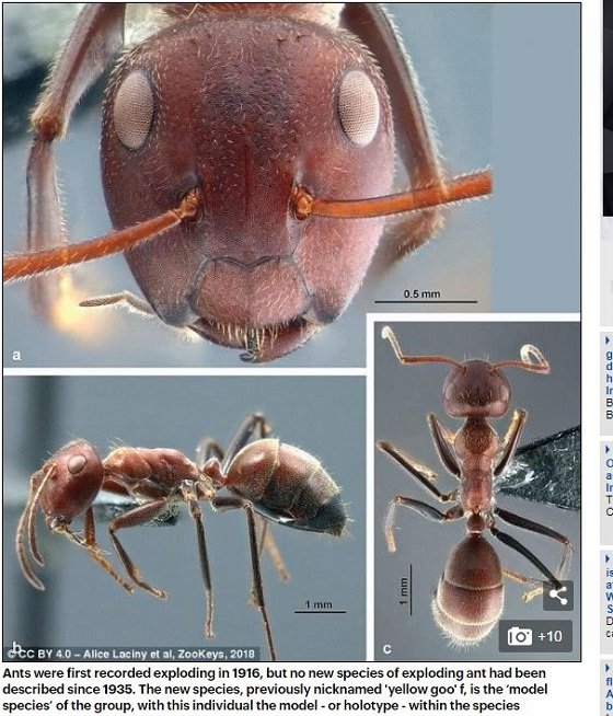 巣を守るために「自爆」する特攻アリが存在！ 自己犠牲の意味とは？の画像4