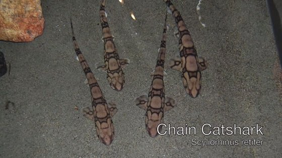 深海でネオンのように光る謎の生物とは？の画像1