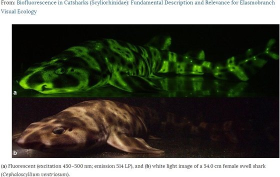 深海でネオンのように光る謎の生物とは？の画像2