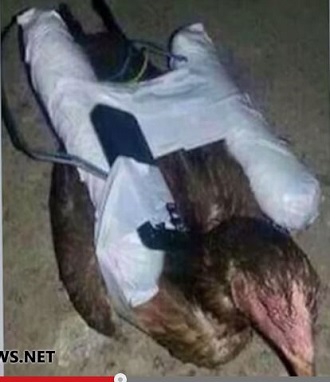 武器不足のイスラム国が自爆チキンを開発？手作り化学兵器や放射能汚染兵器が使われる可能性も？の画像1