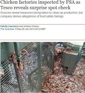 イギリスでも鶏肉がアブない！ 鶏肉加工現場のおぞましい実態とは？の画像1