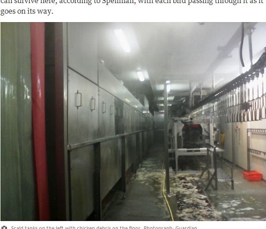 イギリスでも鶏肉がアブない！ 鶏肉加工現場のおぞましい実態とは？の画像2