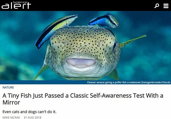 魚は犬猫より頭が良い!? 熱帯魚が鏡を使った自己認知テストに合格、科学界に衝撃広がるの画像4