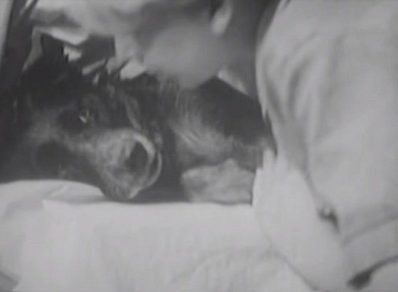 「人体蘇生」専門のマッドサイエンティストが実在した！  死刑囚の遺体を入手し…の画像4