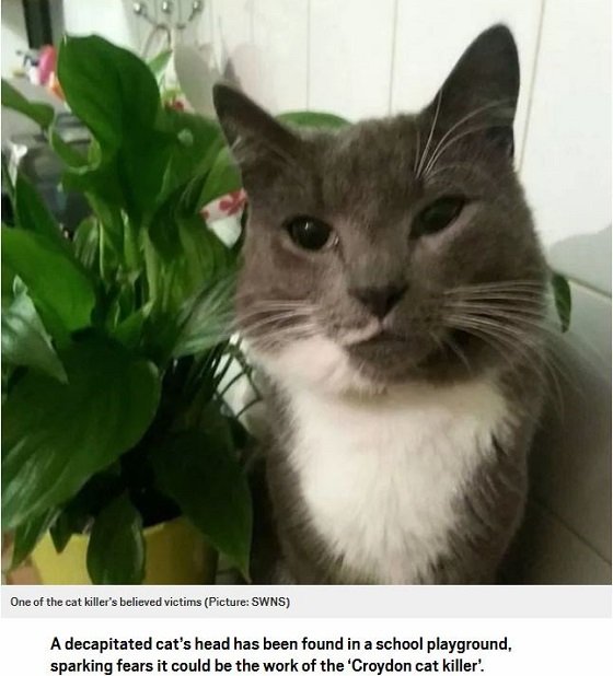 500匹以上の連続殺猫鬼が出現中！ 猫を切り刻んで殺害しまくる「M25シリアル・キャット・キラー」の謎！＝英の画像2