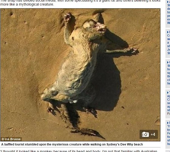 グレムリンがシドニーのビーチに打ち上げられる！ 巨大げっ歯類か幻の生物か？＝オーストラリアの画像1