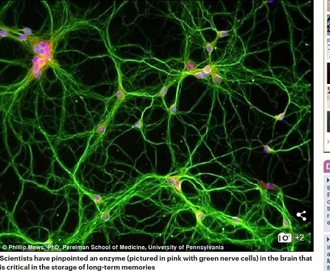 消したいトラウマ記憶を切り抜く技術が開発される！ 一生思い出すことは不可能、洗脳に悪用される可能性も＝アメリカの画像2