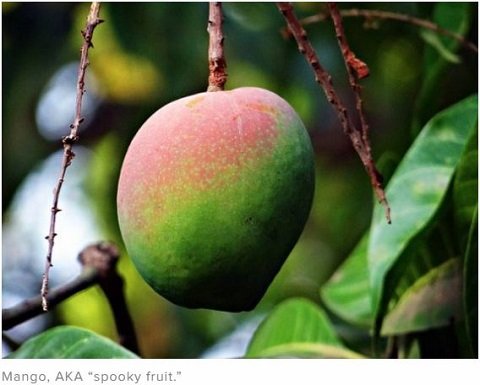 世界各地の高校で「悪霊の憑依」がシンクロする異常事態！ 医師も困惑、集団ヒステリーかマンゴーの呪い説も急浮上！の画像3