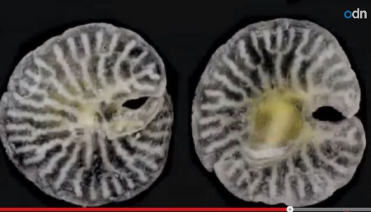 謎の深海生物「エイリアン・マッシュルーム」が遂に新種認定！ 種の系統樹覆す可能性もの画像1