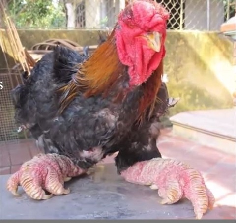 一羽30万円のドンタオ鶏の見た目が太すぎる！＝ベトナムの画像1