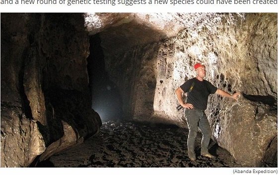 【衝撃】洞窟に生息するオレンジ色のワニが完全なる別種に進化しつつある！ DNA分析で判明、卵を温める新手段を獲得か!?の画像2