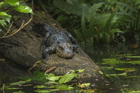 【衝撃】洞窟に生息するオレンジ色のワニが完全なる別種に進化しつつある！ DNA分析で判明、卵を温める新手段を獲得か!?の画像3