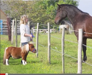 親友は犬？小人症の馬が可愛い過ぎる！の画像1