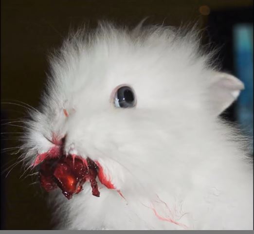 愛らしいペットのホラーな一瞬！ ●●を食べる動物たちがコワすぎる!!の画像1