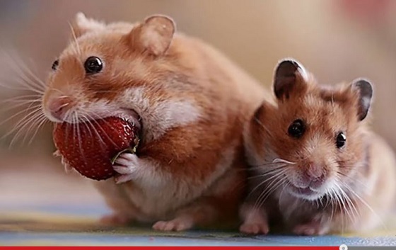 愛らしいペットのホラーな一瞬！ ●●を食べる動物たちがコワすぎる!!の画像3