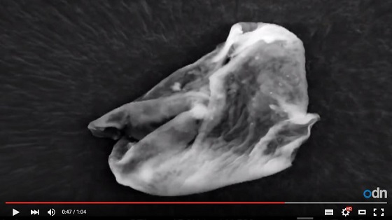 「エイリアンの証拠」として地球外有機組織の写真が公開される＝英の画像1