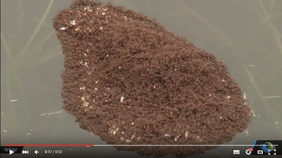 アカヒアリ — 洪水の際、2分間でイカダを形成する殺人蟻の謎！の画像2