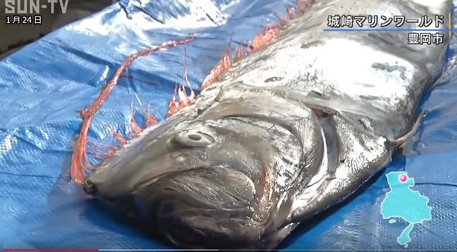 日本海でリュウグウノツカイが超大量出現 「地震の前触れか…3.11と酷似」2月15日が危険!?の画像1