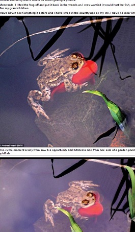 frog1.JPG