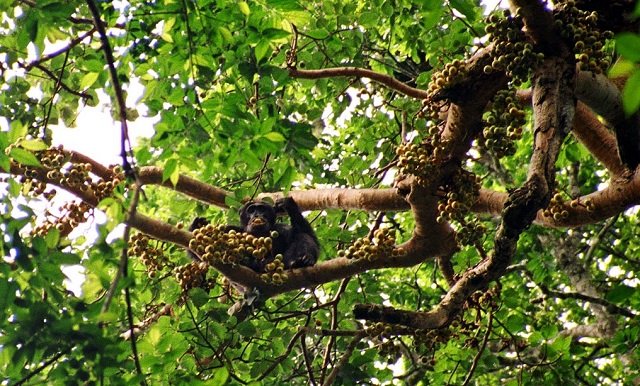 果物はお得意様に「私を食べて！」と話しかけていることが判明！ 果物たちのコミュ力と生存戦略に戦慄の画像1