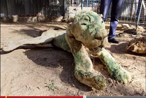 ミイラ化した動物園 ― 人間だけではない紛争地区の悲しい光景＝ガザ地区の画像2