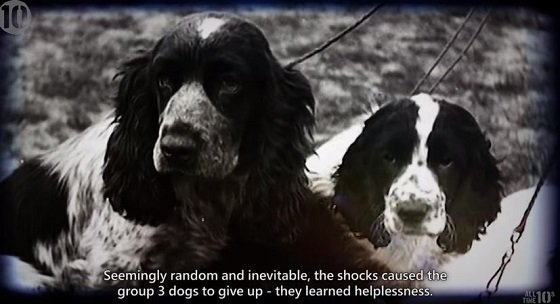 電気ショックは当たり前！ 本当にあった「10の邪悪な社会実験」5位～1位の画像1