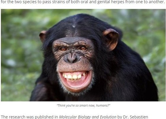 人類はチンパンジーからヘルペスをうつされたことが判明！ 原因は異種姦セックスか!?の画像1