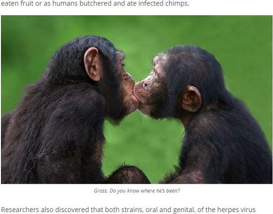 人類はチンパンジーからヘルペスをうつされたことが判明！ 原因は異種姦セックスか!?の画像3