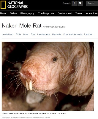 まったく老化しない奇妙な生物「ハダカデバネズミ」に隠された長寿の仕組みとは？の画像2