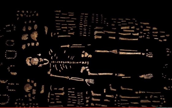 人類史の解明のヒントか！ 280万年前のヒト属新種「ホモ・ナレディ」とは？の画像1