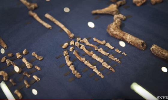 人類史の解明のヒントか！ 280万年前のヒト属新種「ホモ・ナレディ」とは？の画像3